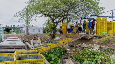 Giá Thu mua ếch thịt giá cao tại các tỉnh ĐBSCL