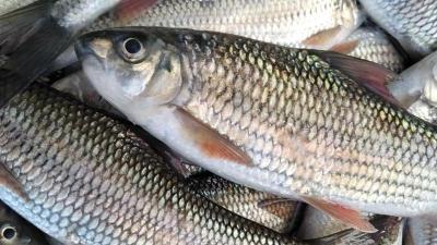 Loài cá đặc sản Quảng Ngãi gần 800.000 đồng/kg mang hương vị núi rừng 