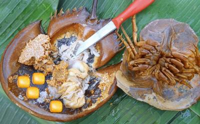 Sam biển - Đặc sản Hạ Long Quảng Ninh “ăn là ghiền”