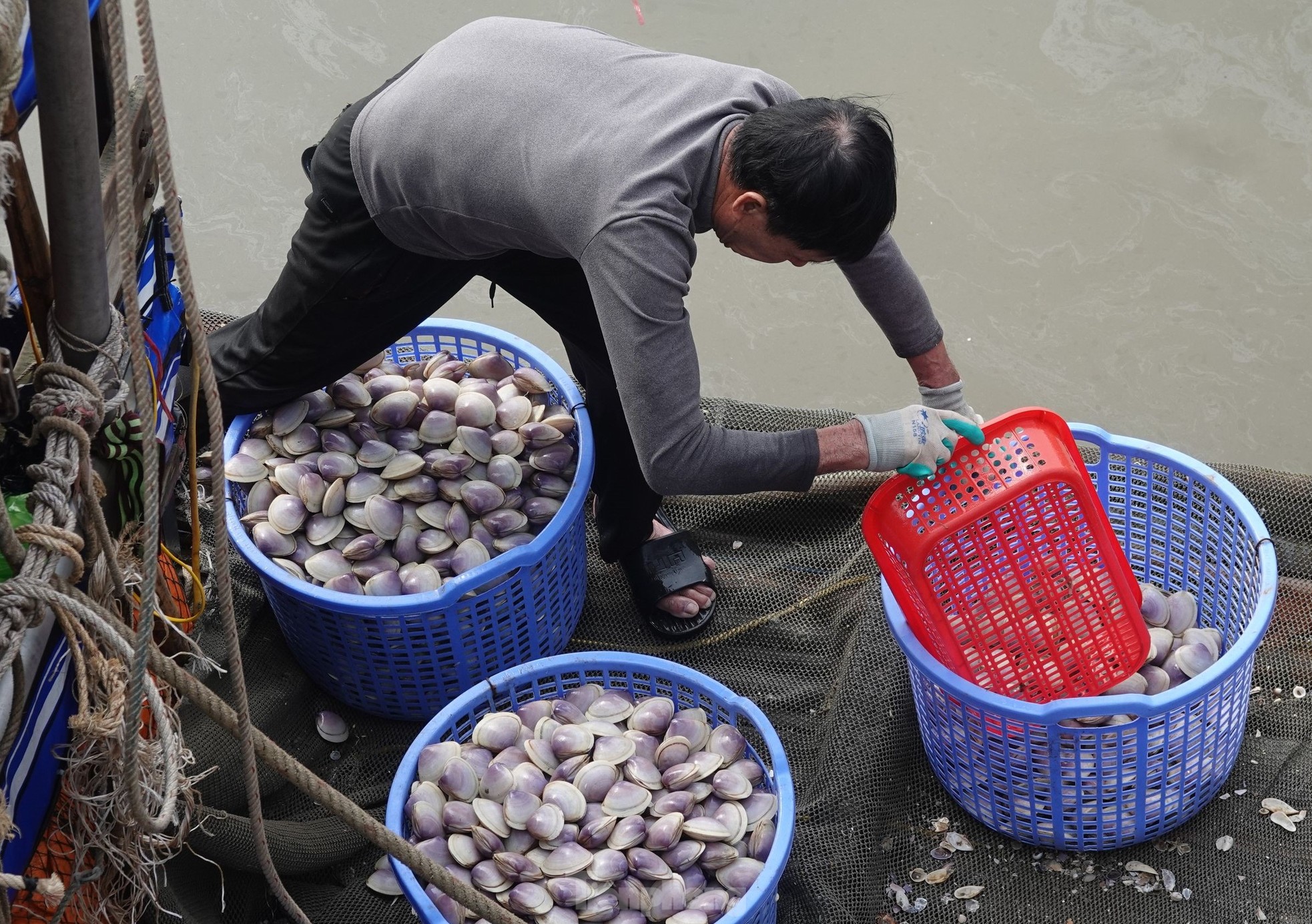 Trúng đậm ngao tím gần bờ, ngư dân phấn khởi hốt tiền triệu ảnh 1