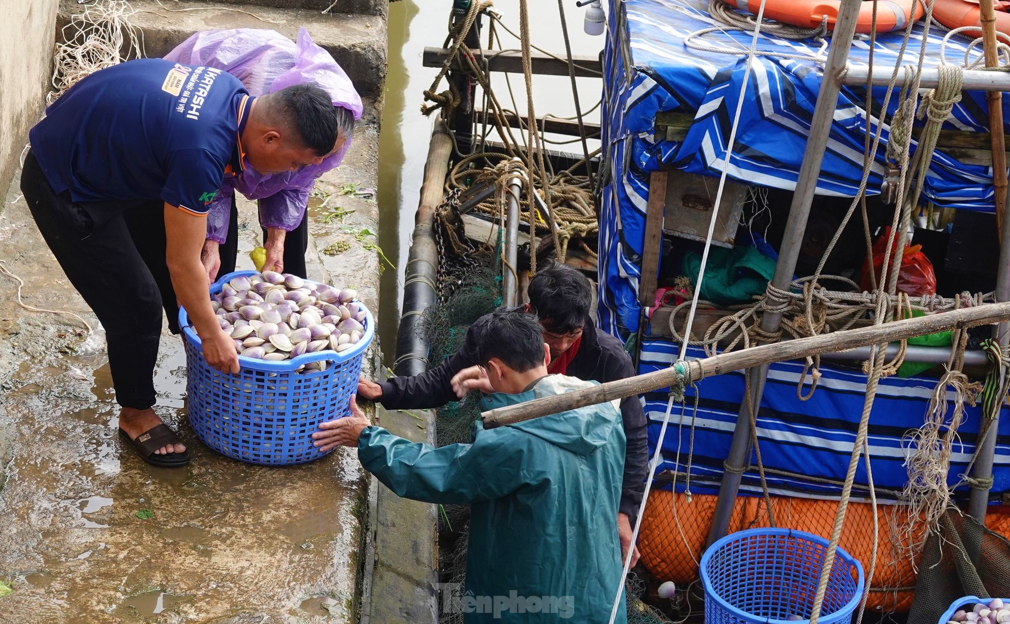 Trúng đậm ngao tím gần bờ, ngư dân phấn khởi hốt tiền triệu ảnh 6